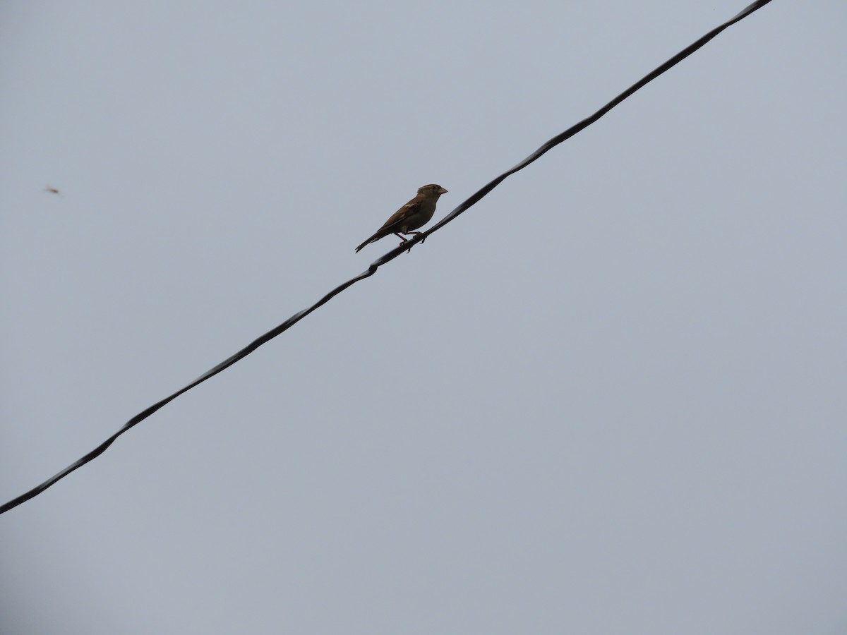 Yellow-throated Sparrow - ML642523406