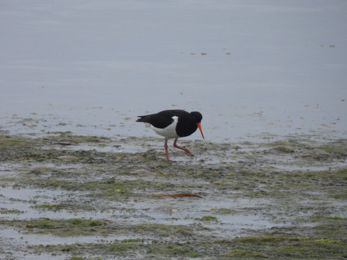 Pied Oystercatcher - ML642523410