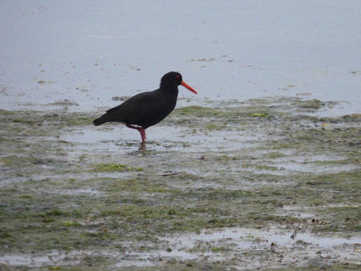 Sooty Oystercatcher - ML642523420