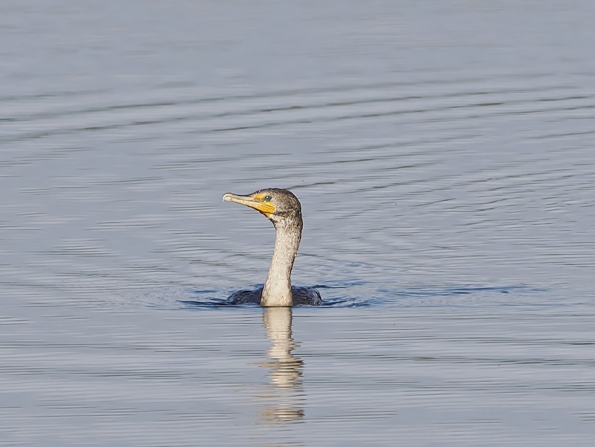 Cormoran à aigrettes - ML642523433