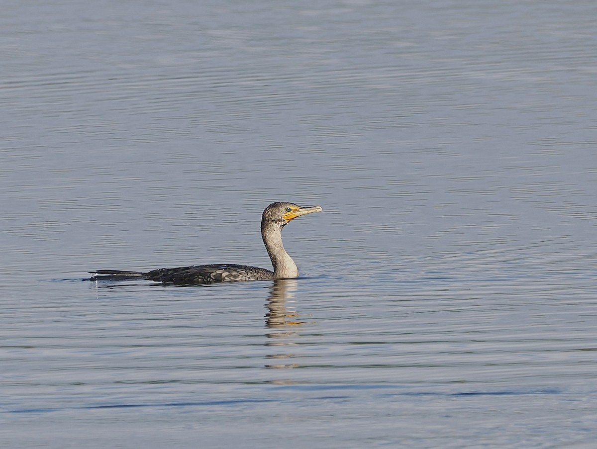 Cormoran à aigrettes - ML642523437