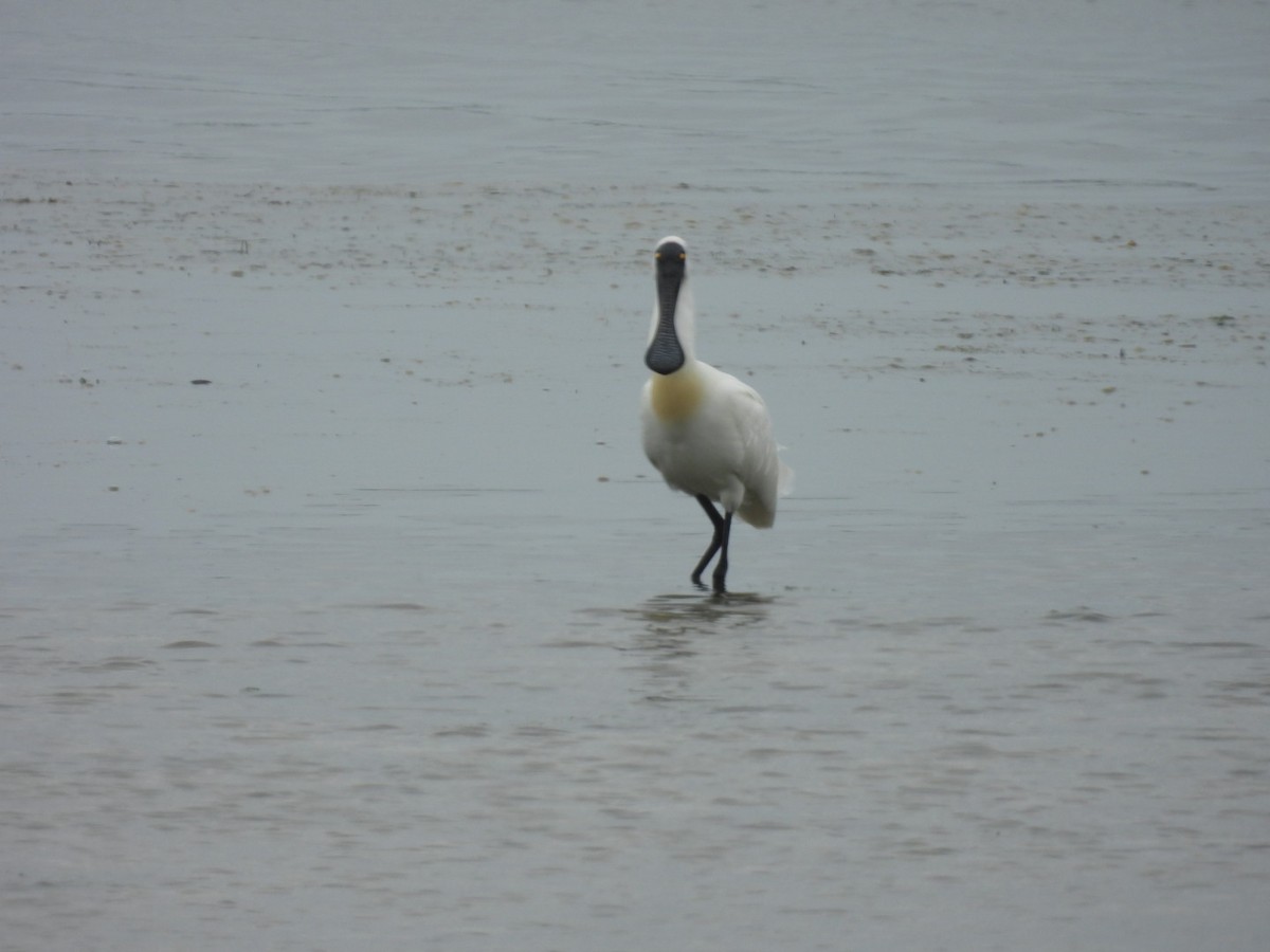Royal Spoonbill - ML642523438