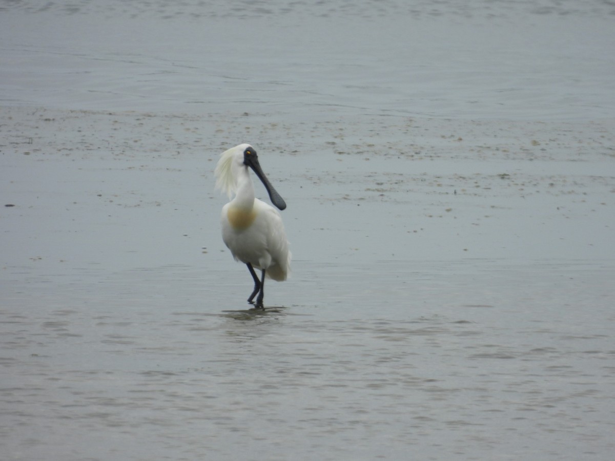 Royal Spoonbill - ML642523439