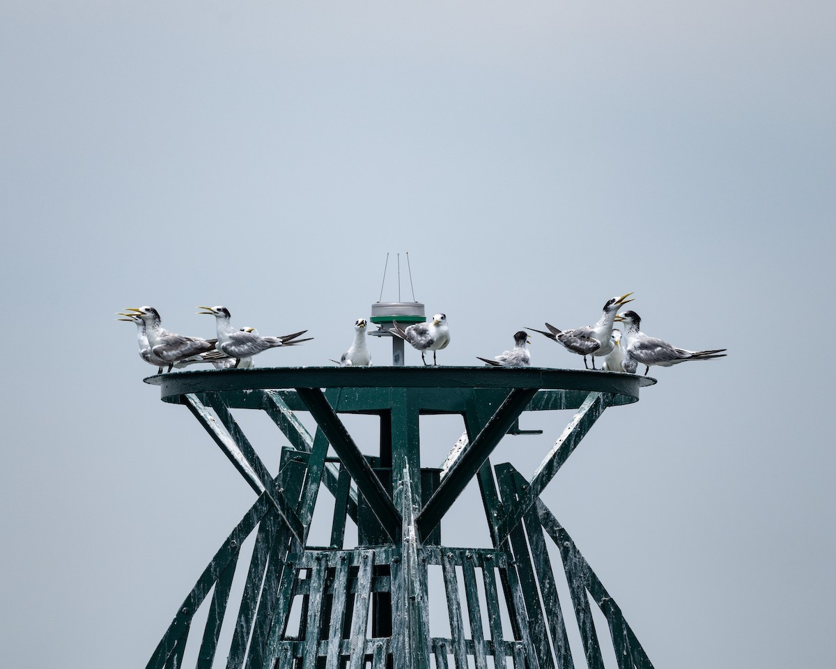 Great Crested Tern - ML642523447