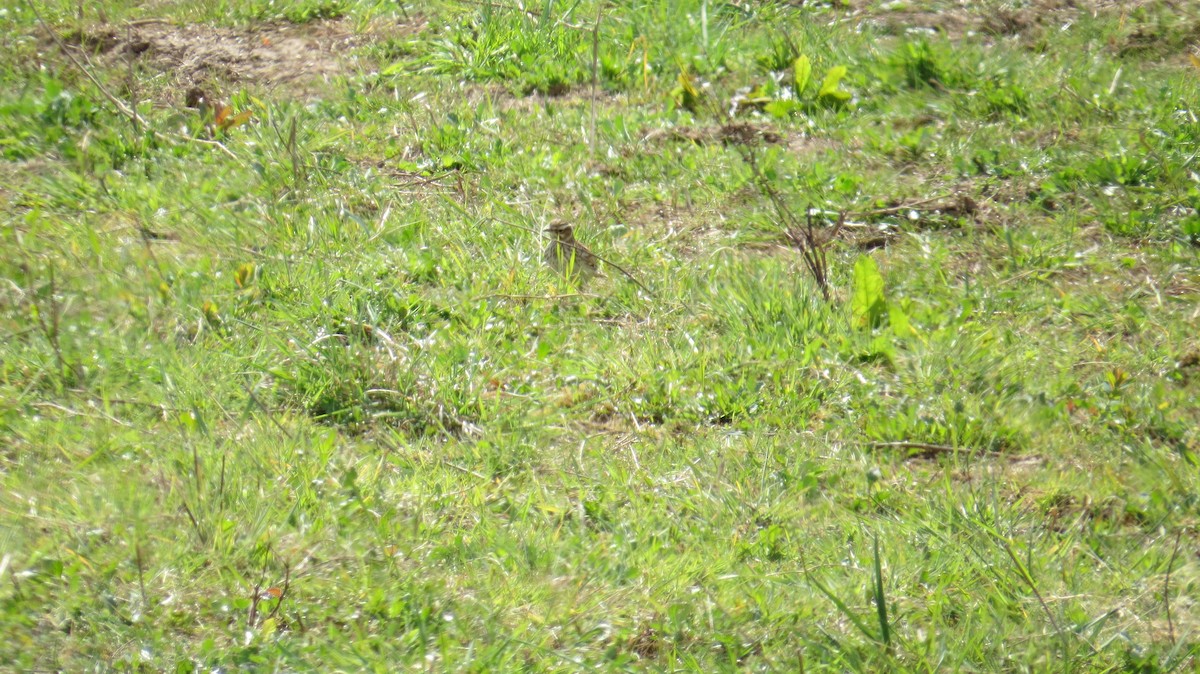 Wood Lark - ML642523448