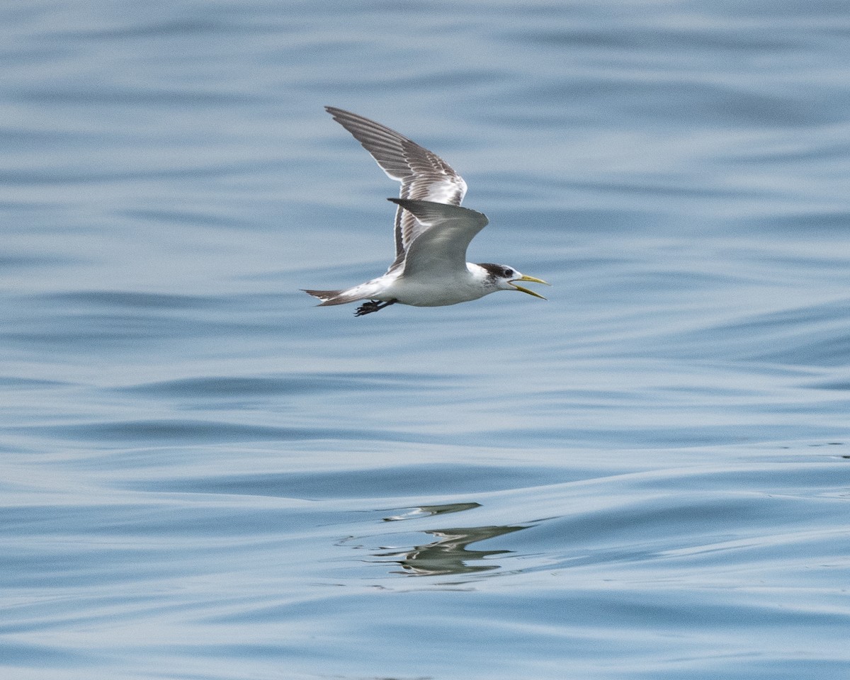 Great Crested Tern - ML642523450