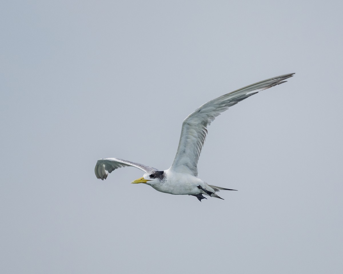 Great Crested Tern - ML642523452