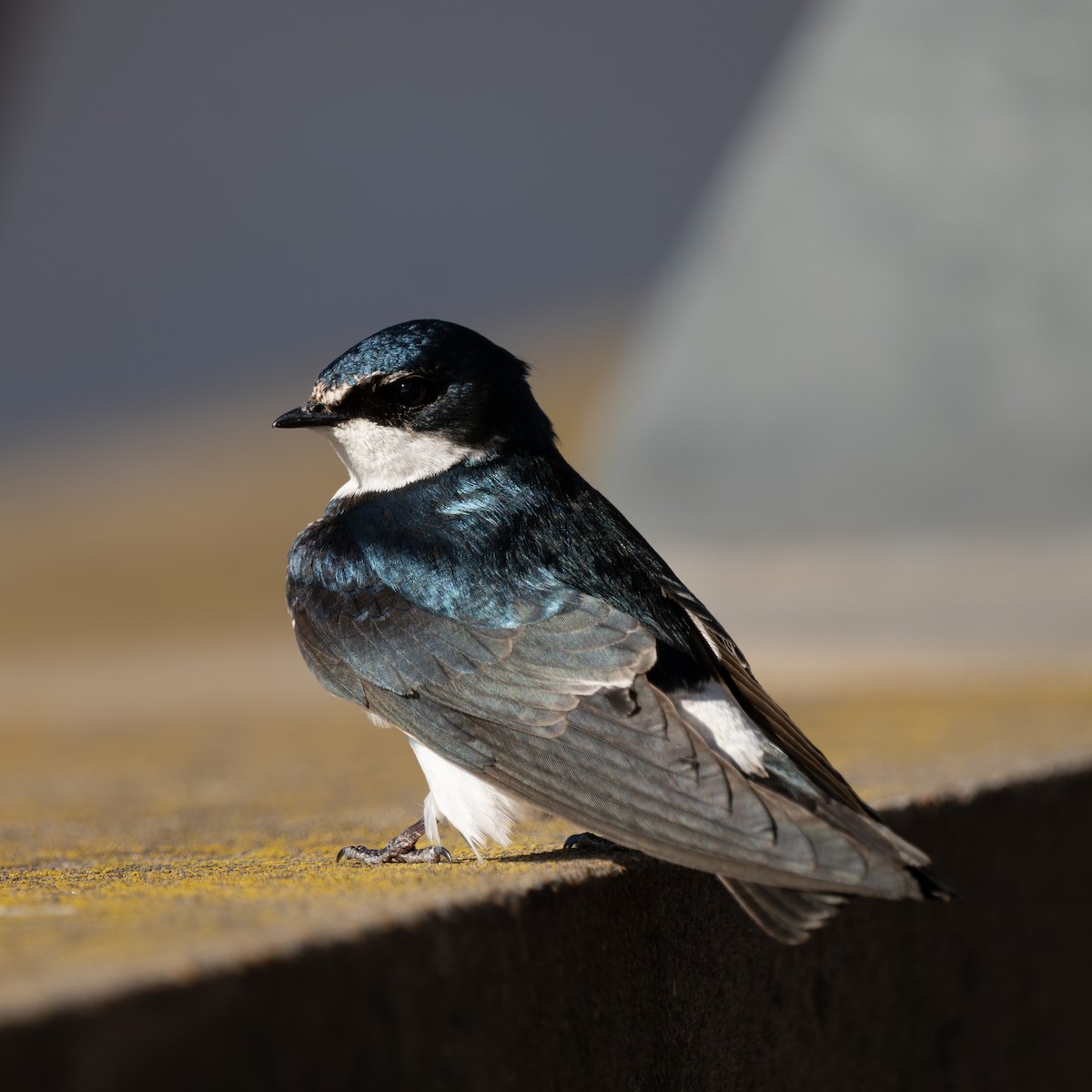 White-rumped Swallow - ML642523453