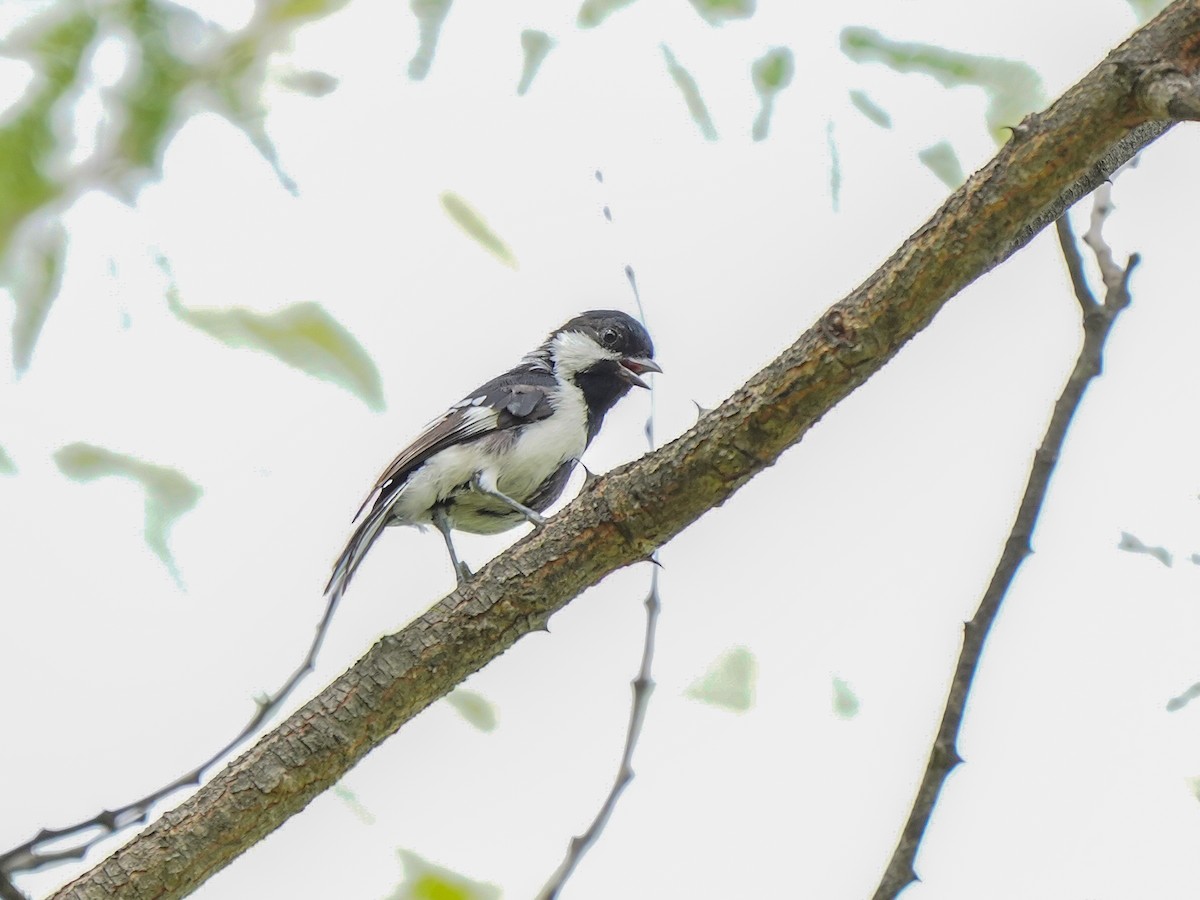 White-naped Tit - ML642523472