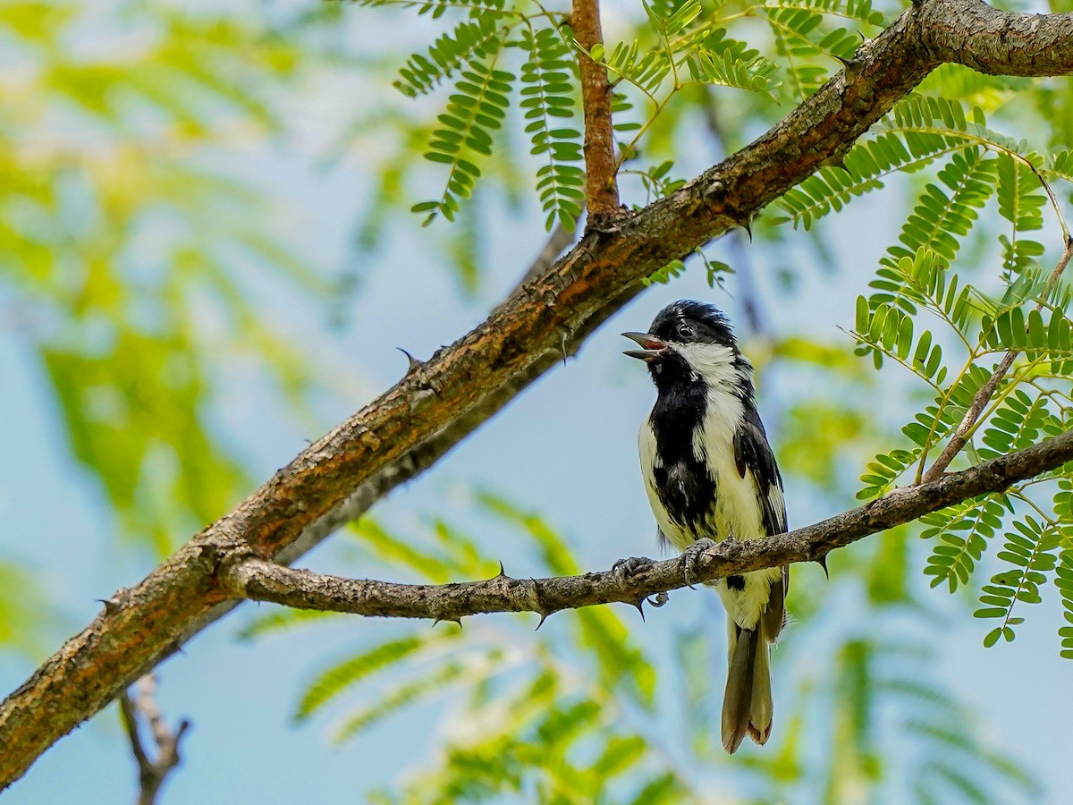 White-naped Tit - ML642523474