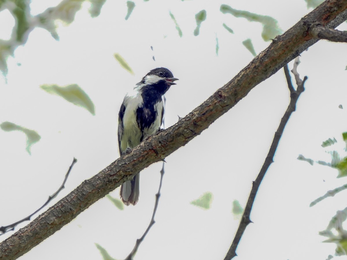White-naped Tit - ML642523475