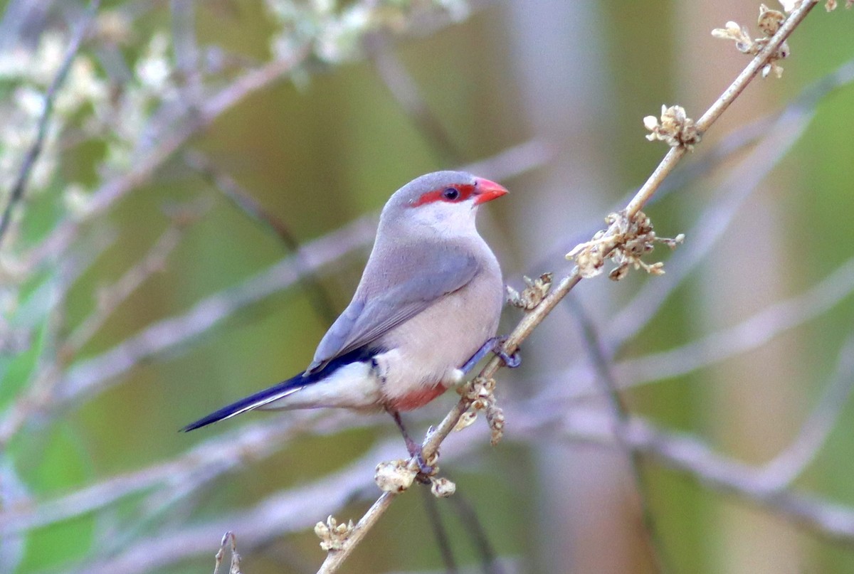 Black-rumped Waxbill - ML642523495