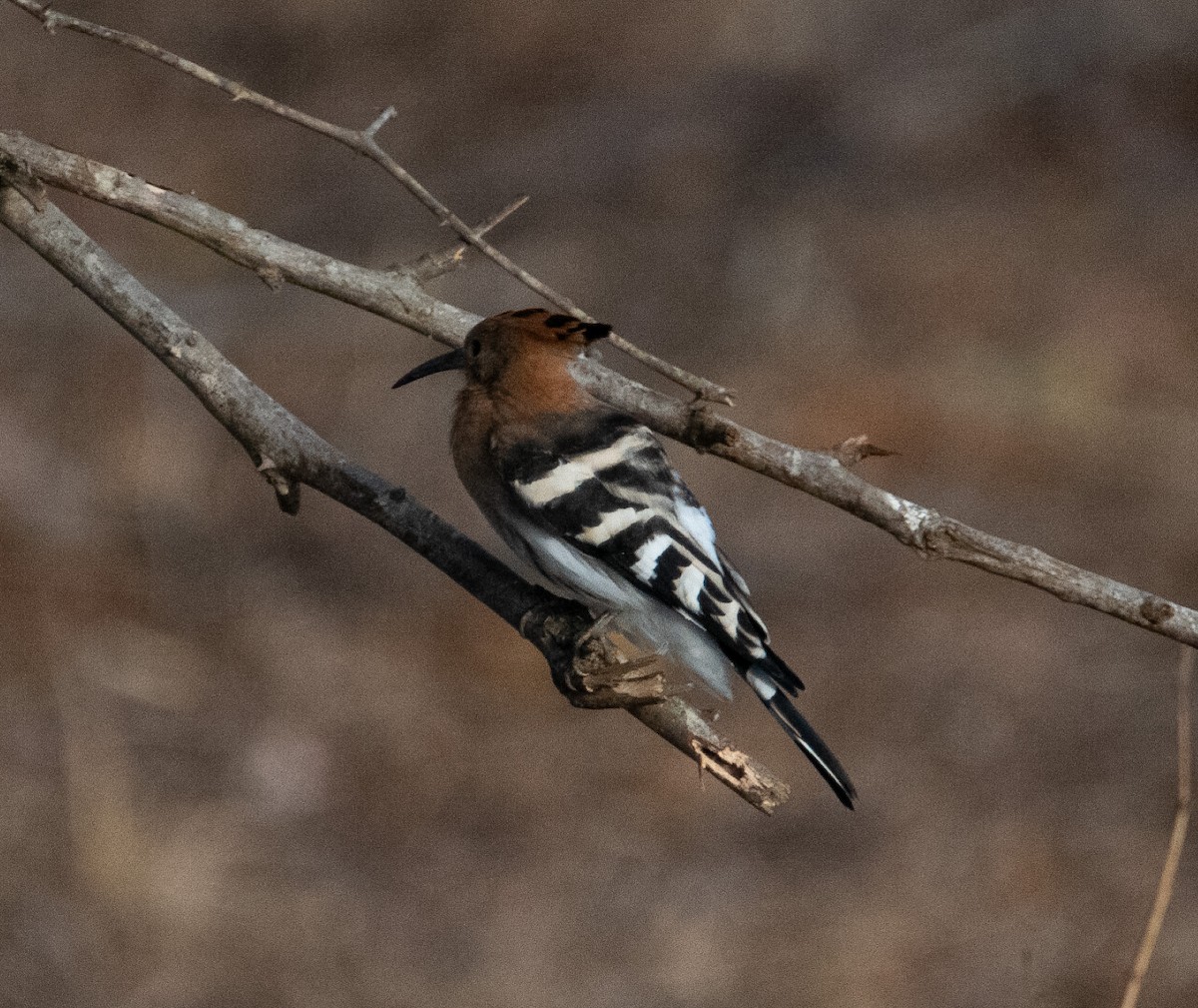 Eurasian Hoopoe - ML642523537