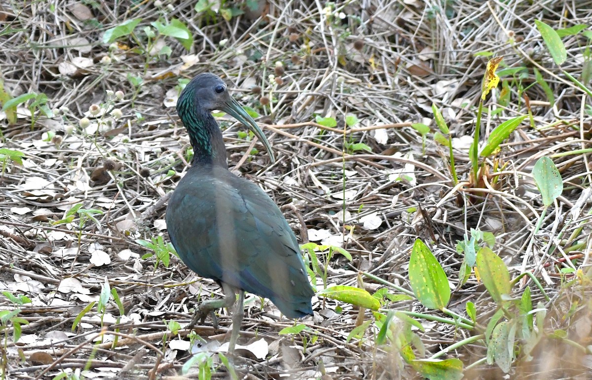 Green Ibis - ML642523562
