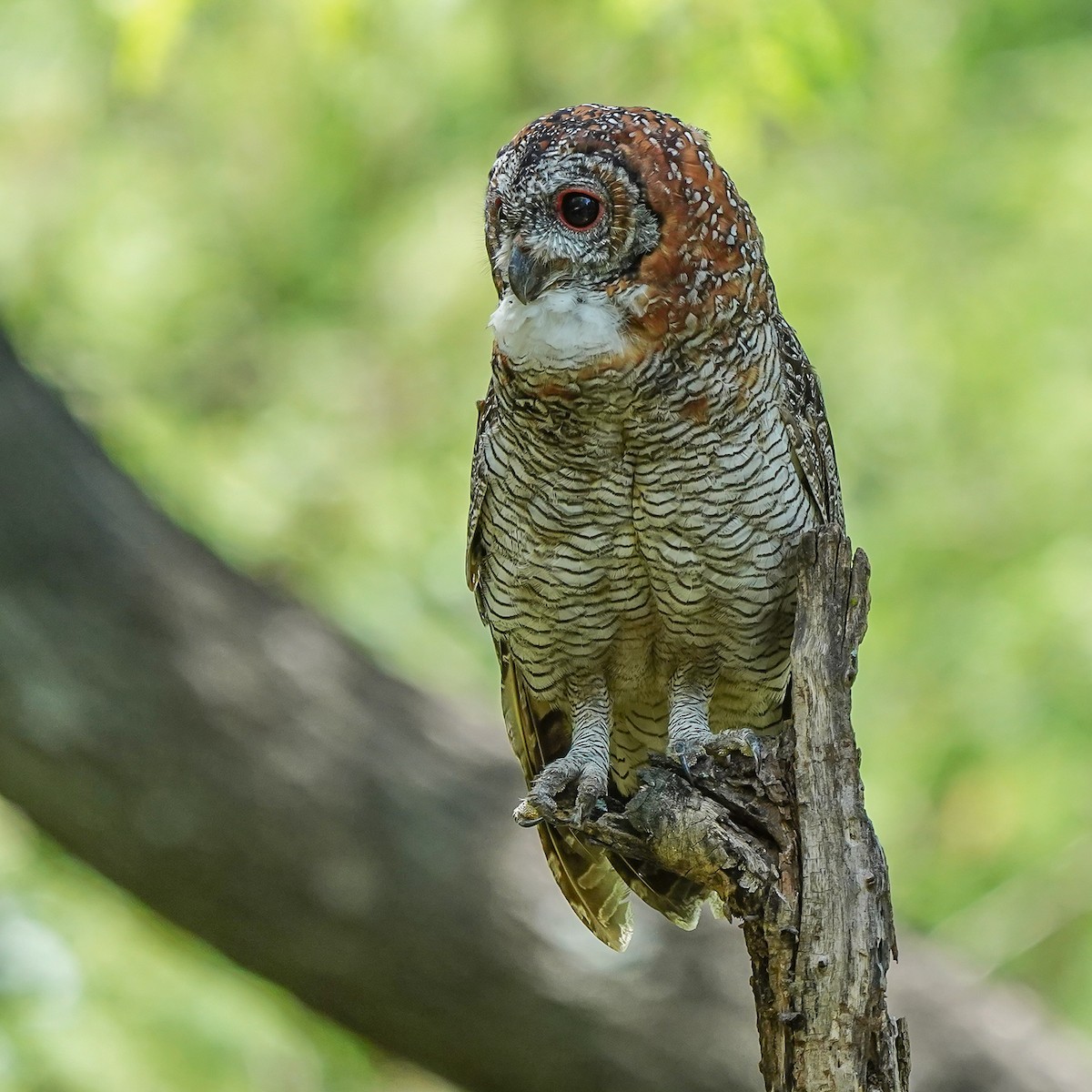 Mottled Wood-Owl - ML642523563