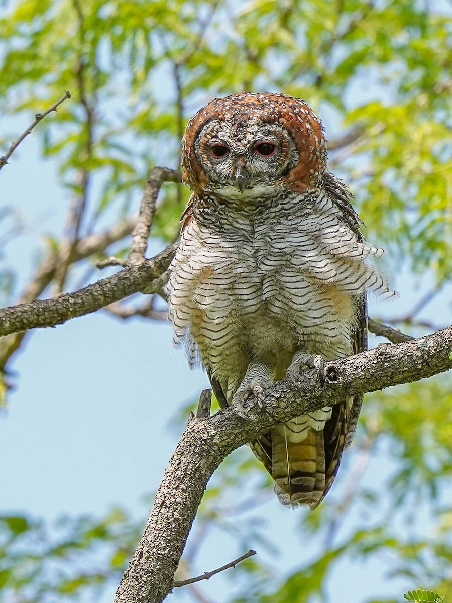 Mottled Wood-Owl - ML642523564