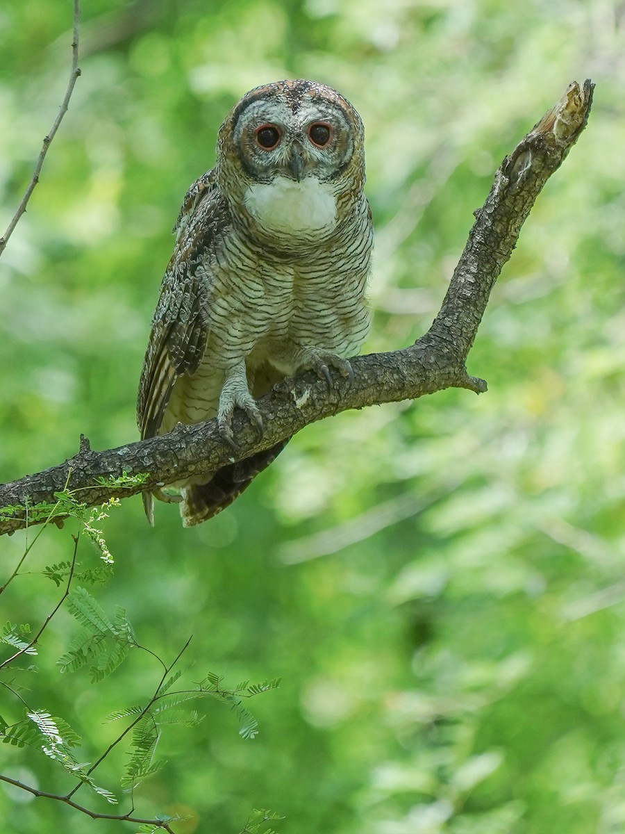 Mottled Wood-Owl - ML642523565
