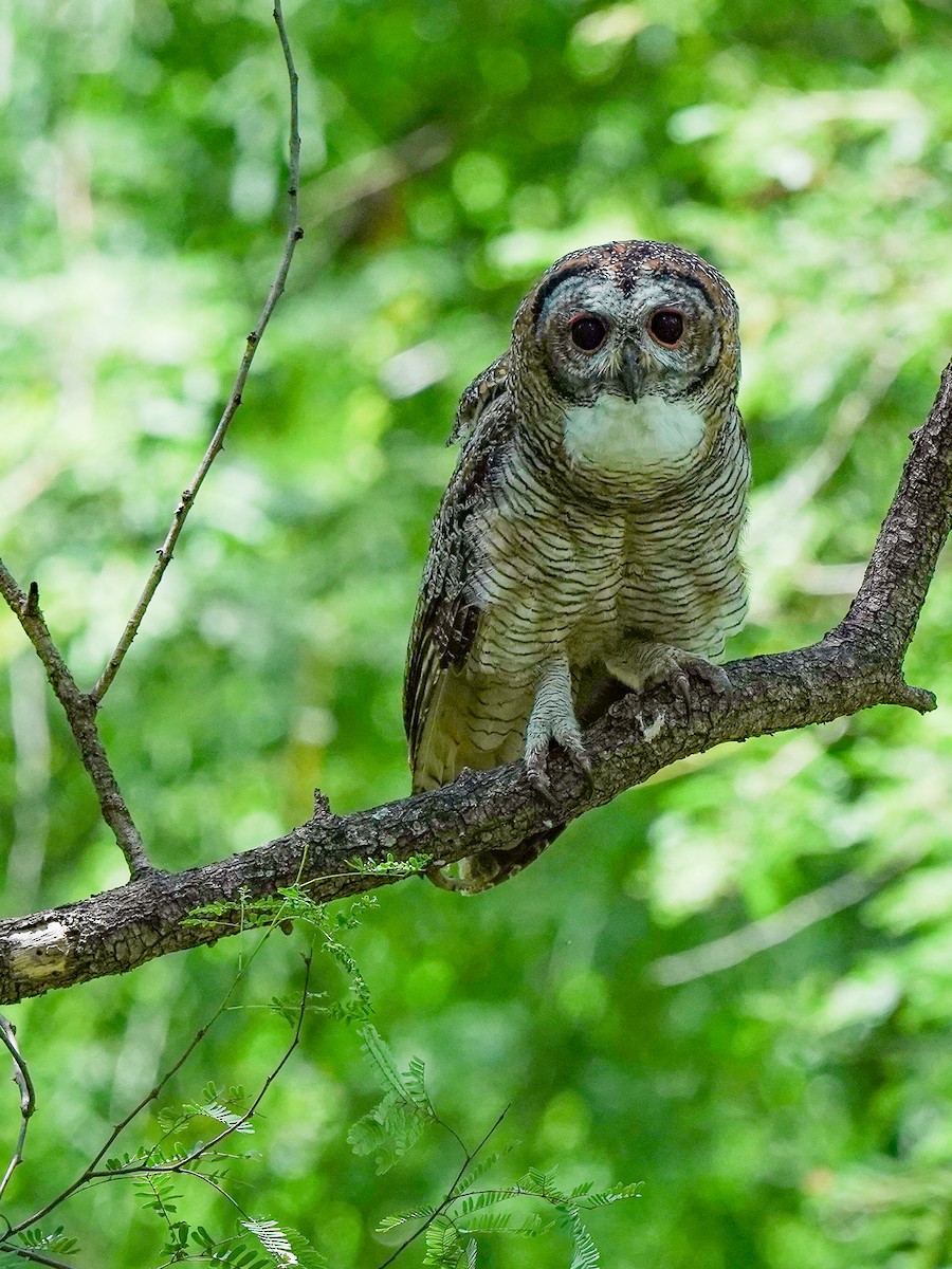 Mottled Wood-Owl - ML642523566