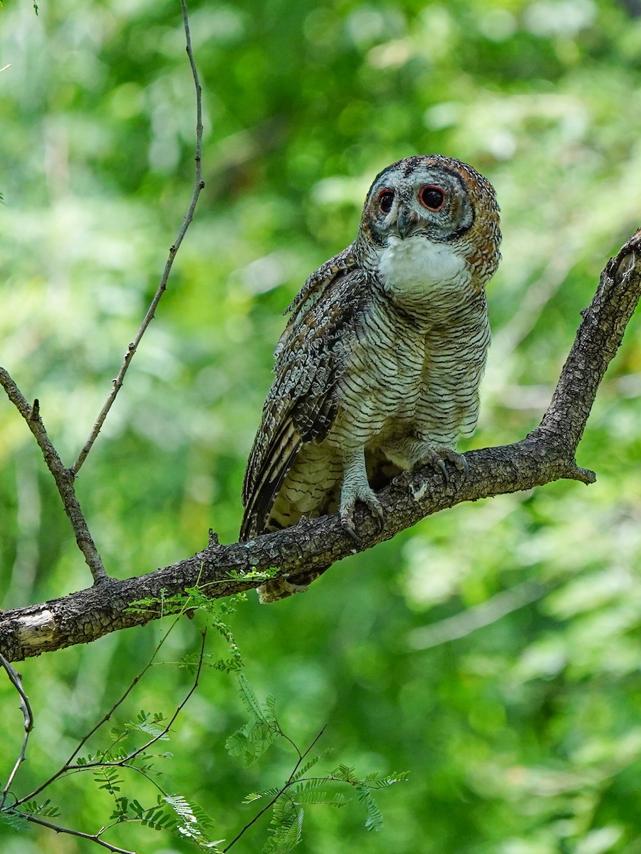 Mottled Wood-Owl - ML642523567