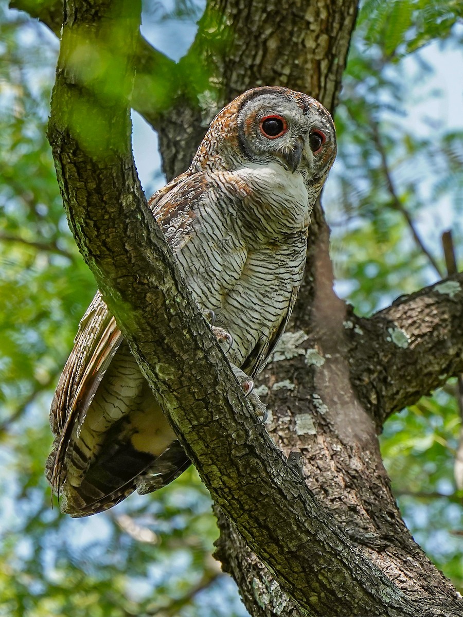 Mottled Wood-Owl - ML642523569