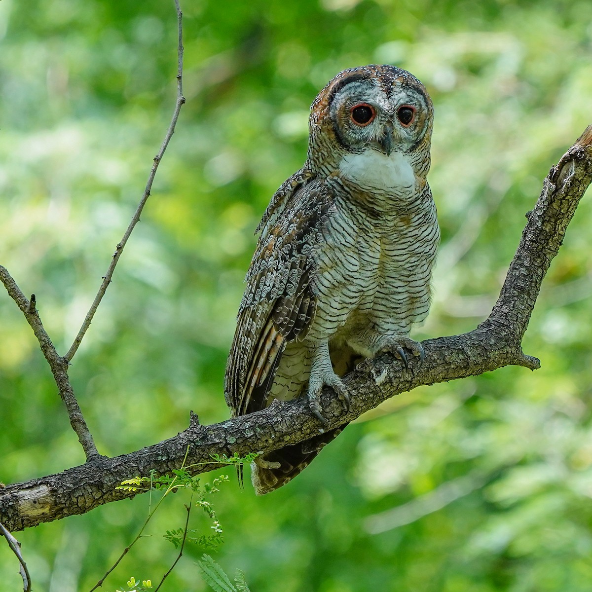 Mottled Wood-Owl - ML642523570