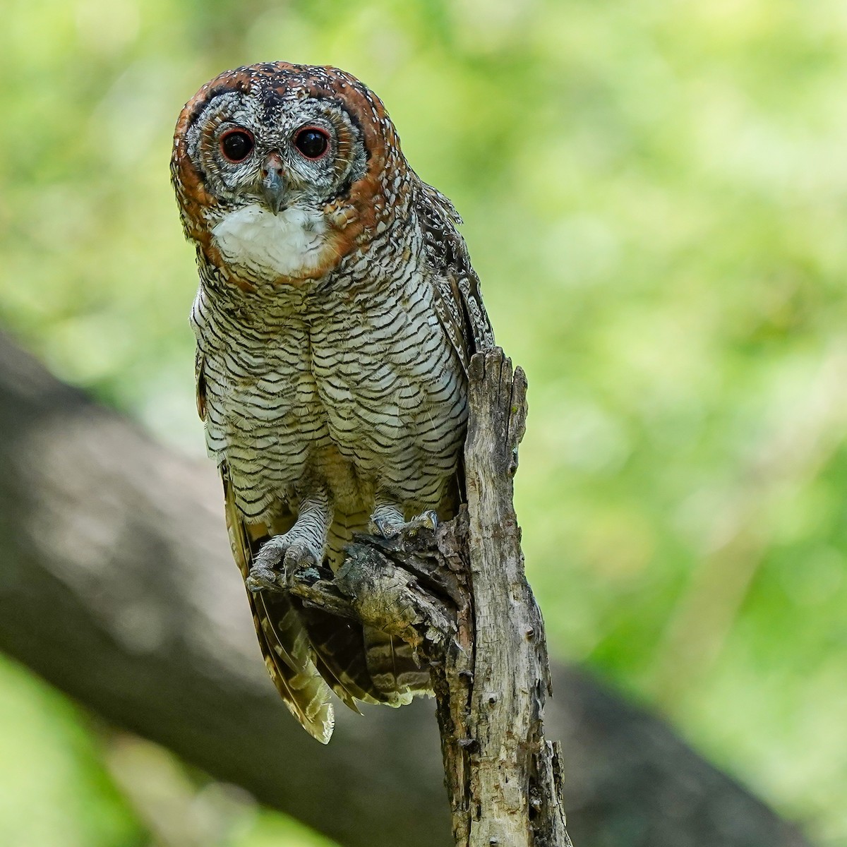 Mottled Wood-Owl - ML642523571
