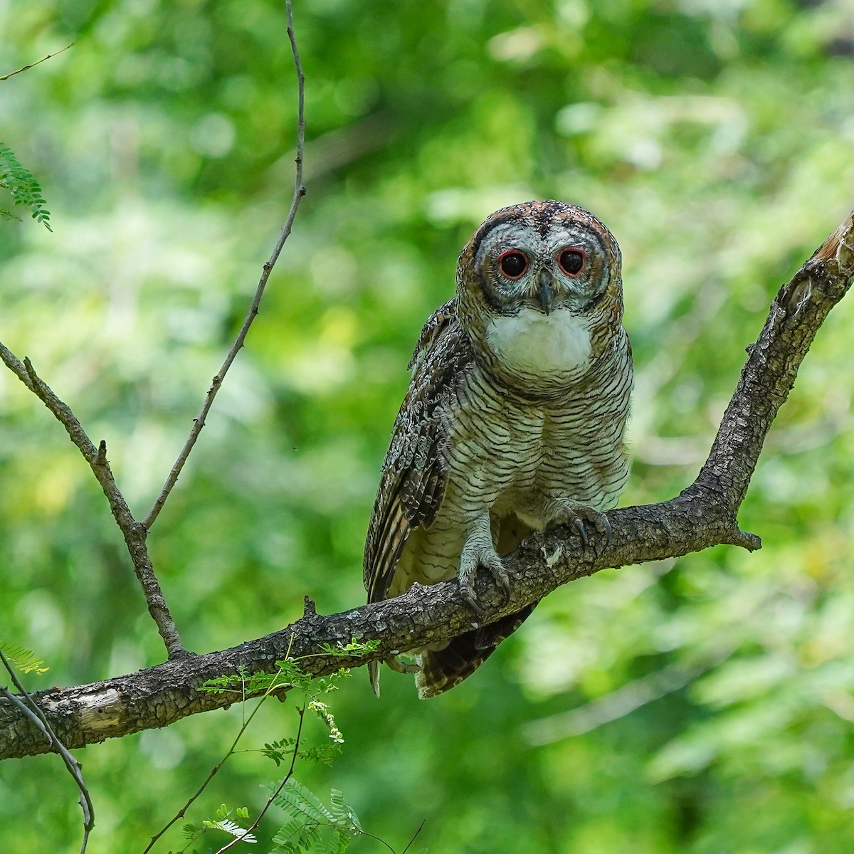 Mottled Wood-Owl - ML642523572