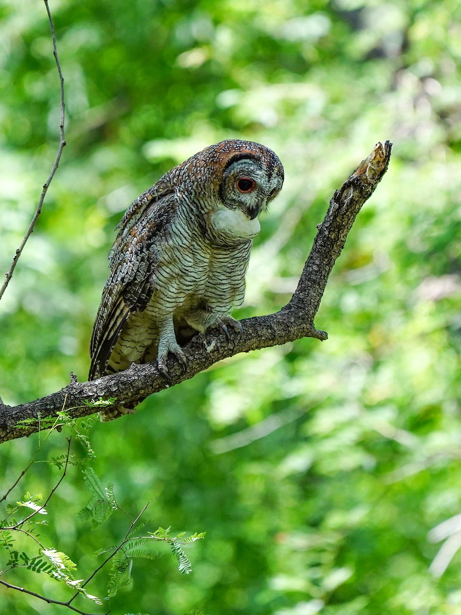Mottled Wood-Owl - ML642523573