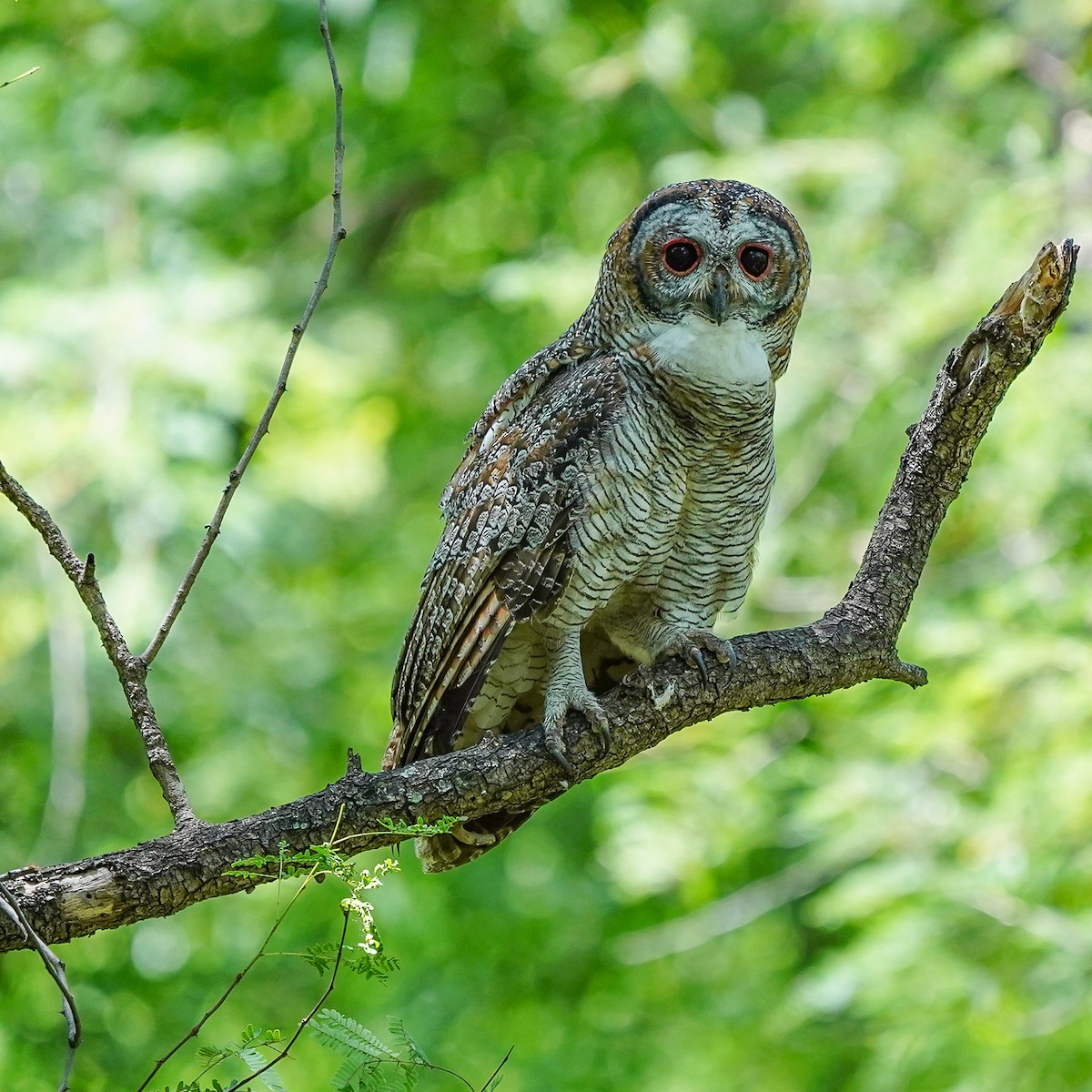 Mottled Wood-Owl - ML642523574
