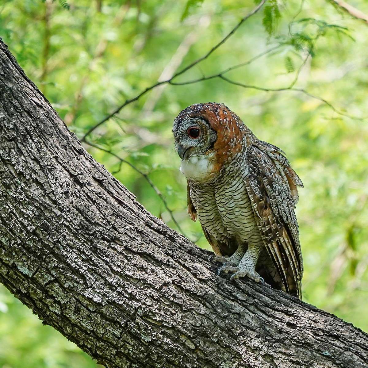 Mottled Wood-Owl - ML642523575