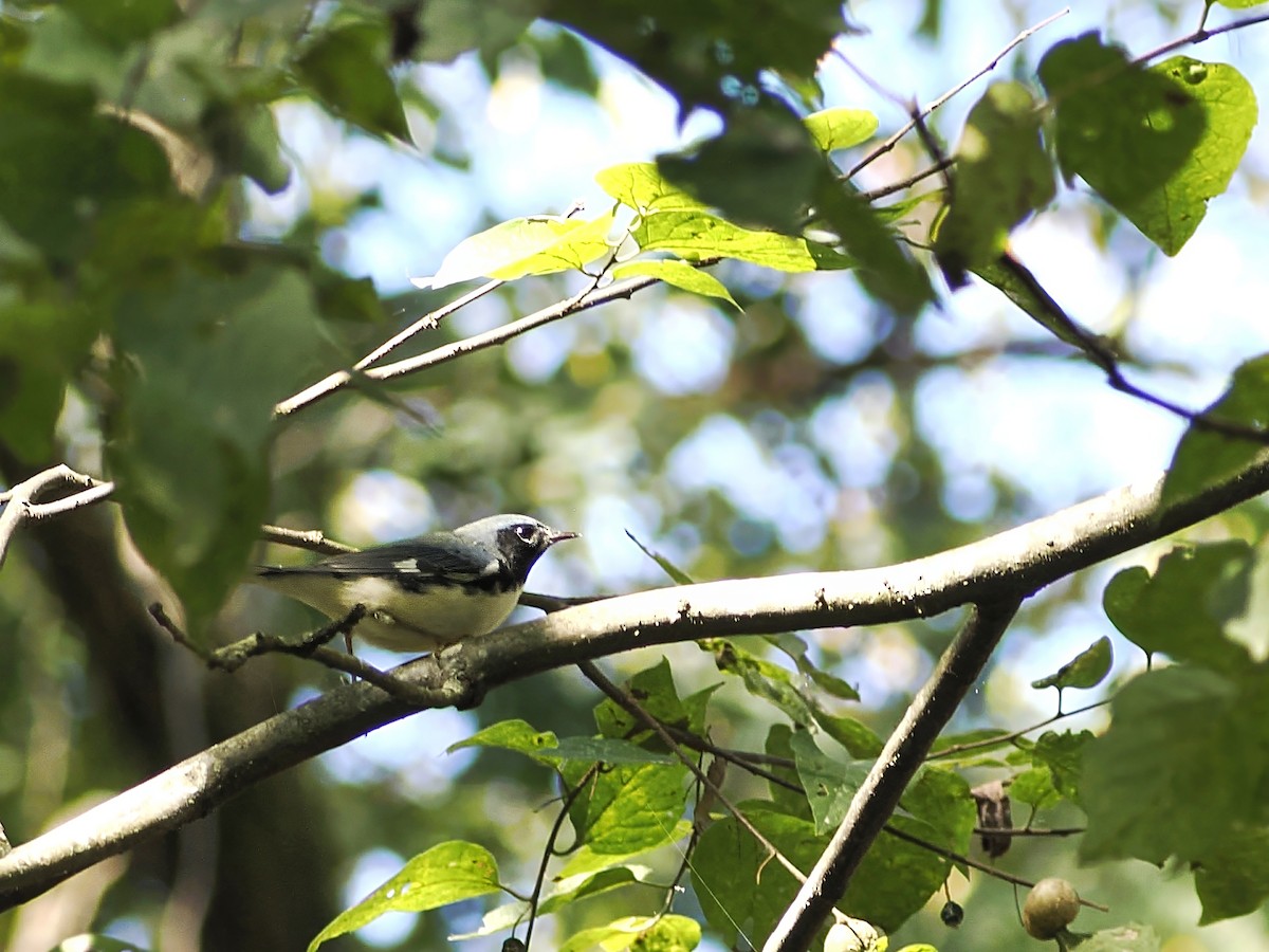 Paruline bleue - ML642523581