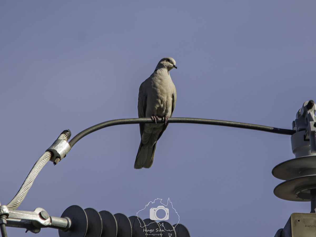 Буулгат хүүрзгэнэ - ML642523596