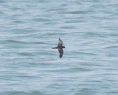 Swinhoe's Storm-Petrel - ML642523607