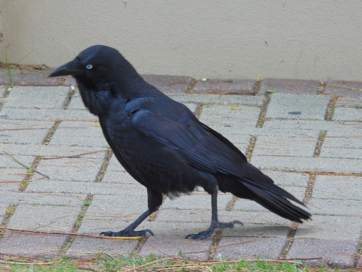 Australian Raven - ML642523618