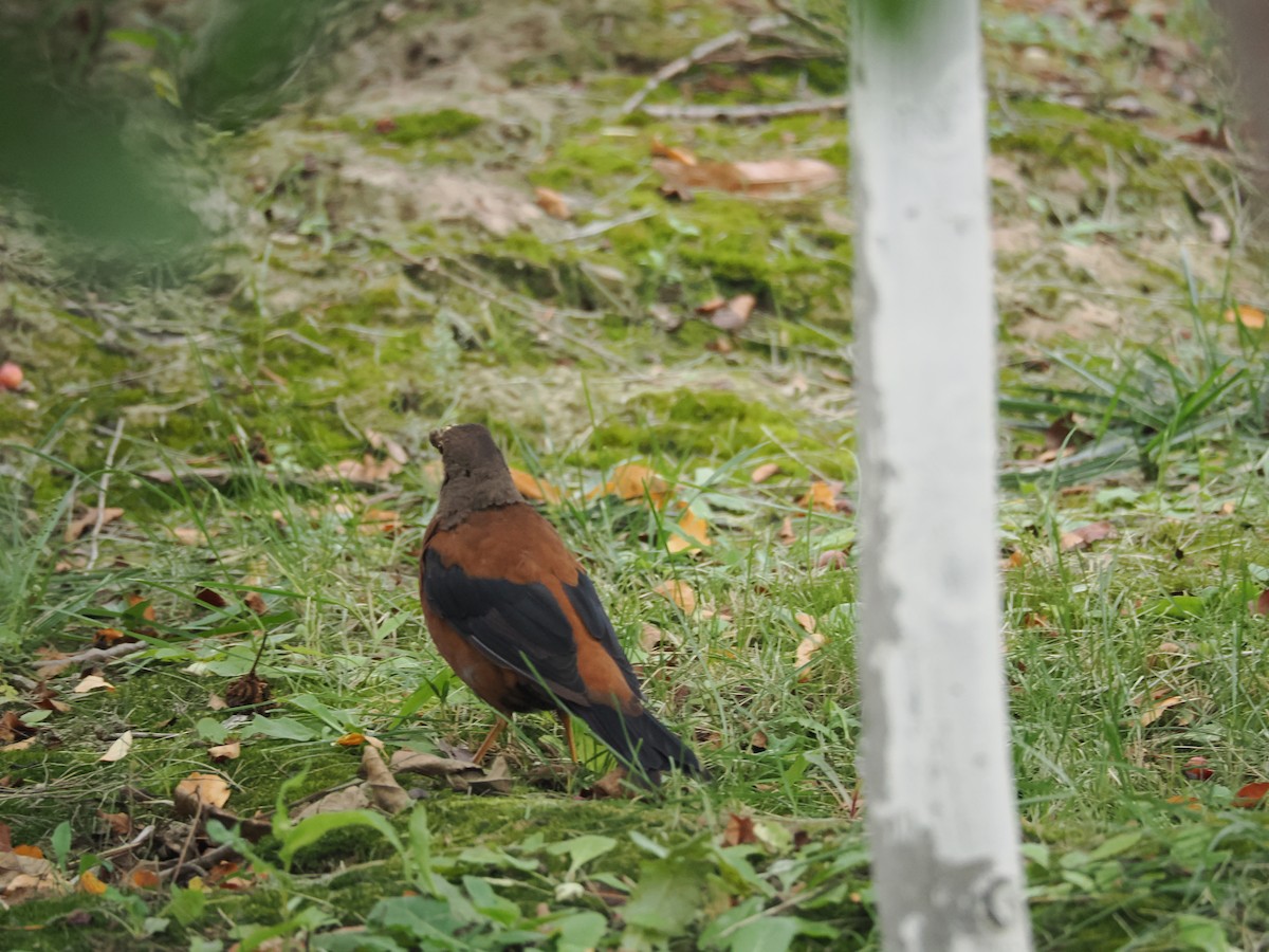 Chestnut Thrush (Gray-headed) - ML642523620
