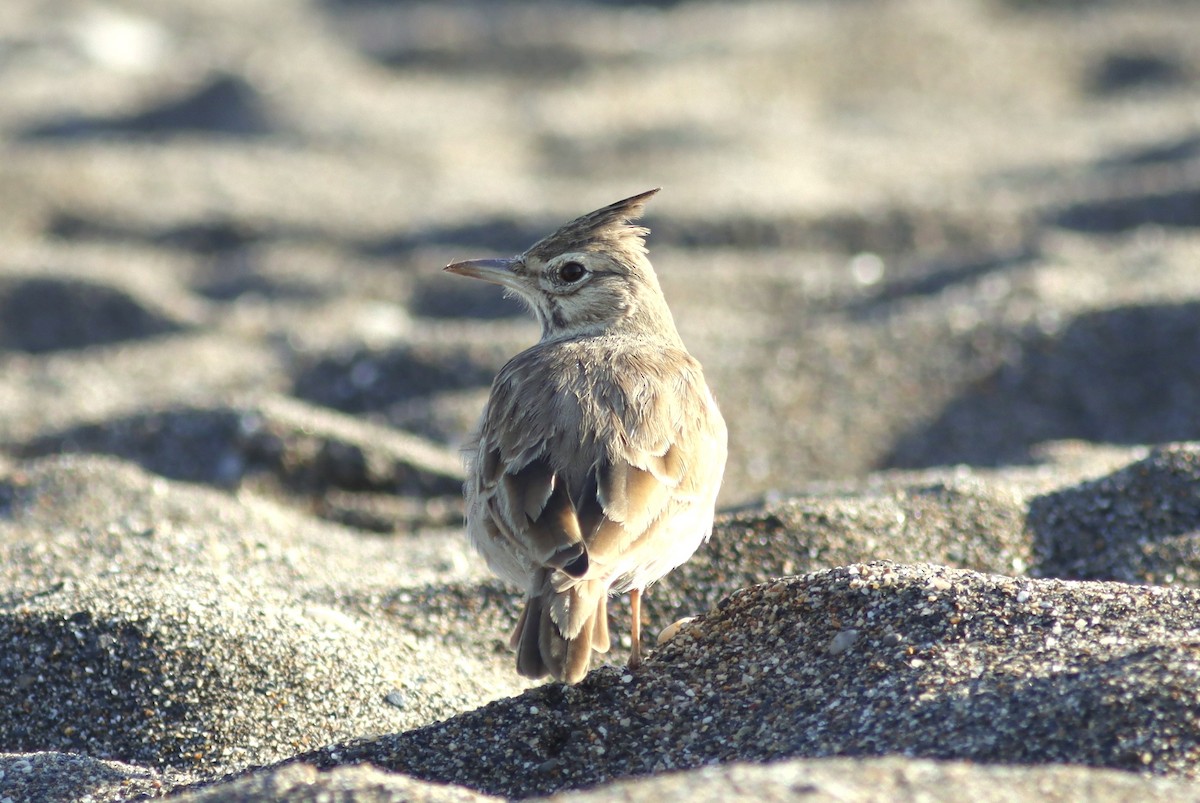 Crested Lark (Crested) - ML642523634