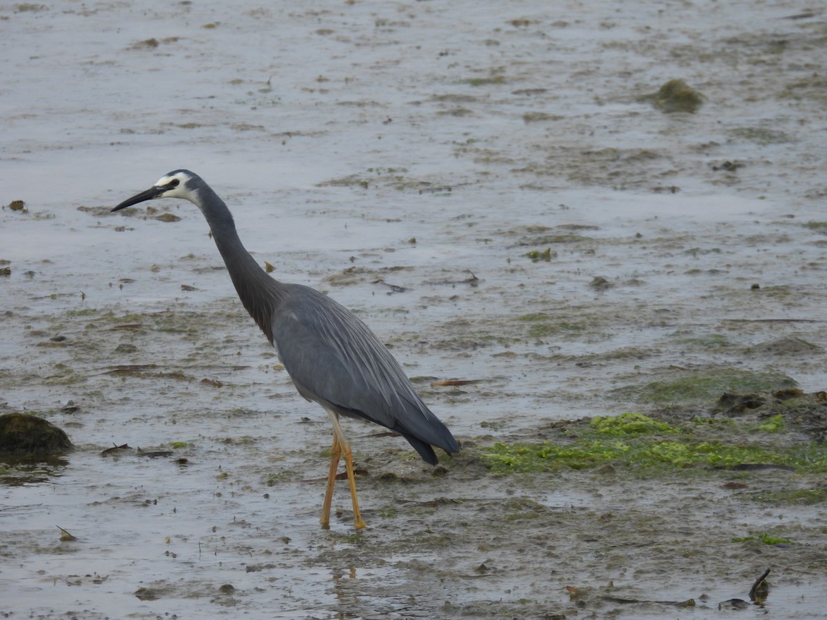 White-faced Heron - ML642523639