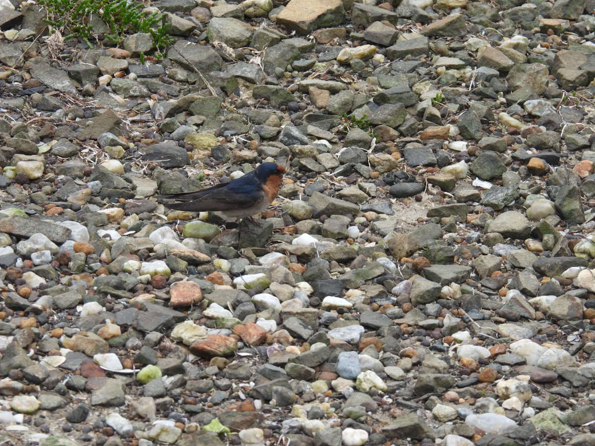 Welcome Swallow - ML642523648