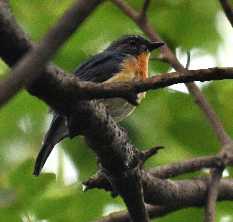 Tickell's Blue Flycatcher - ML642523654