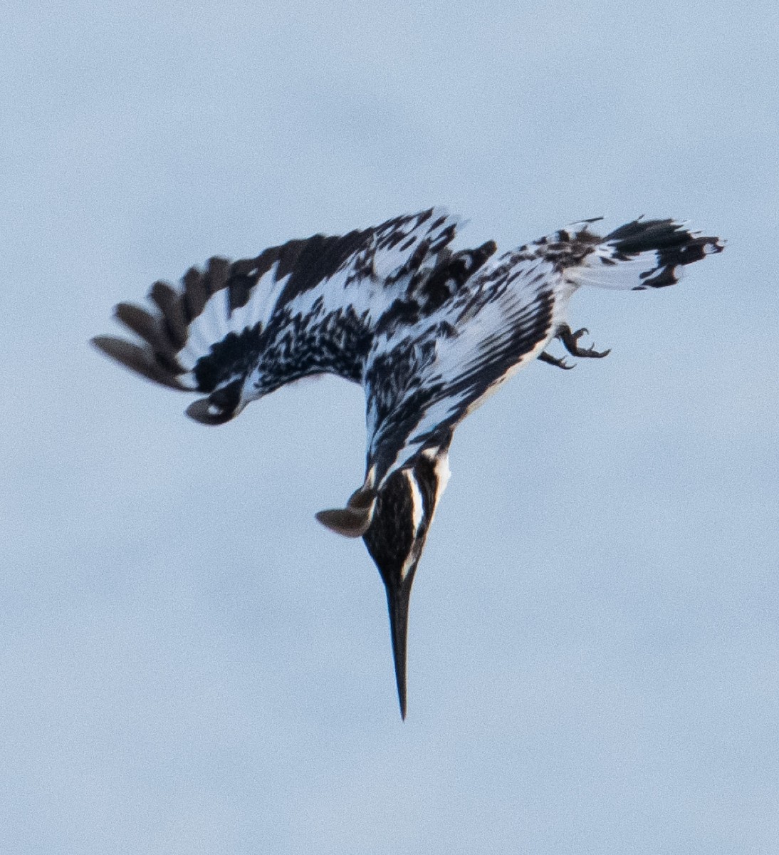Pied Kingfisher - ML642523657
