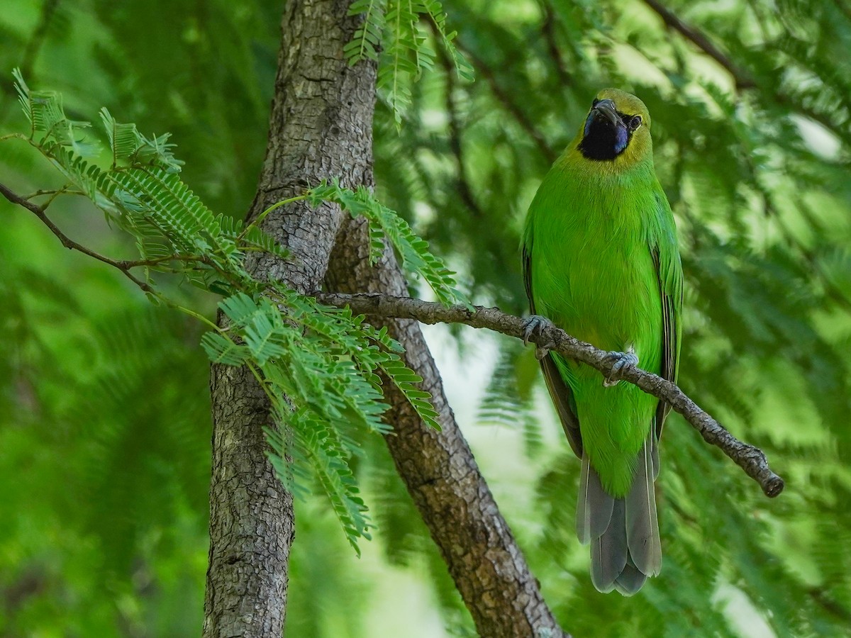 Jerdon's Leafbird - ML642523668