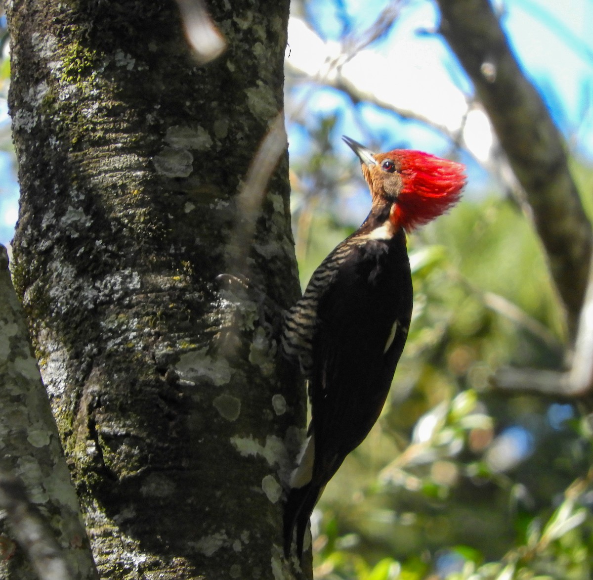Helmeted Woodpecker - ML642523685
