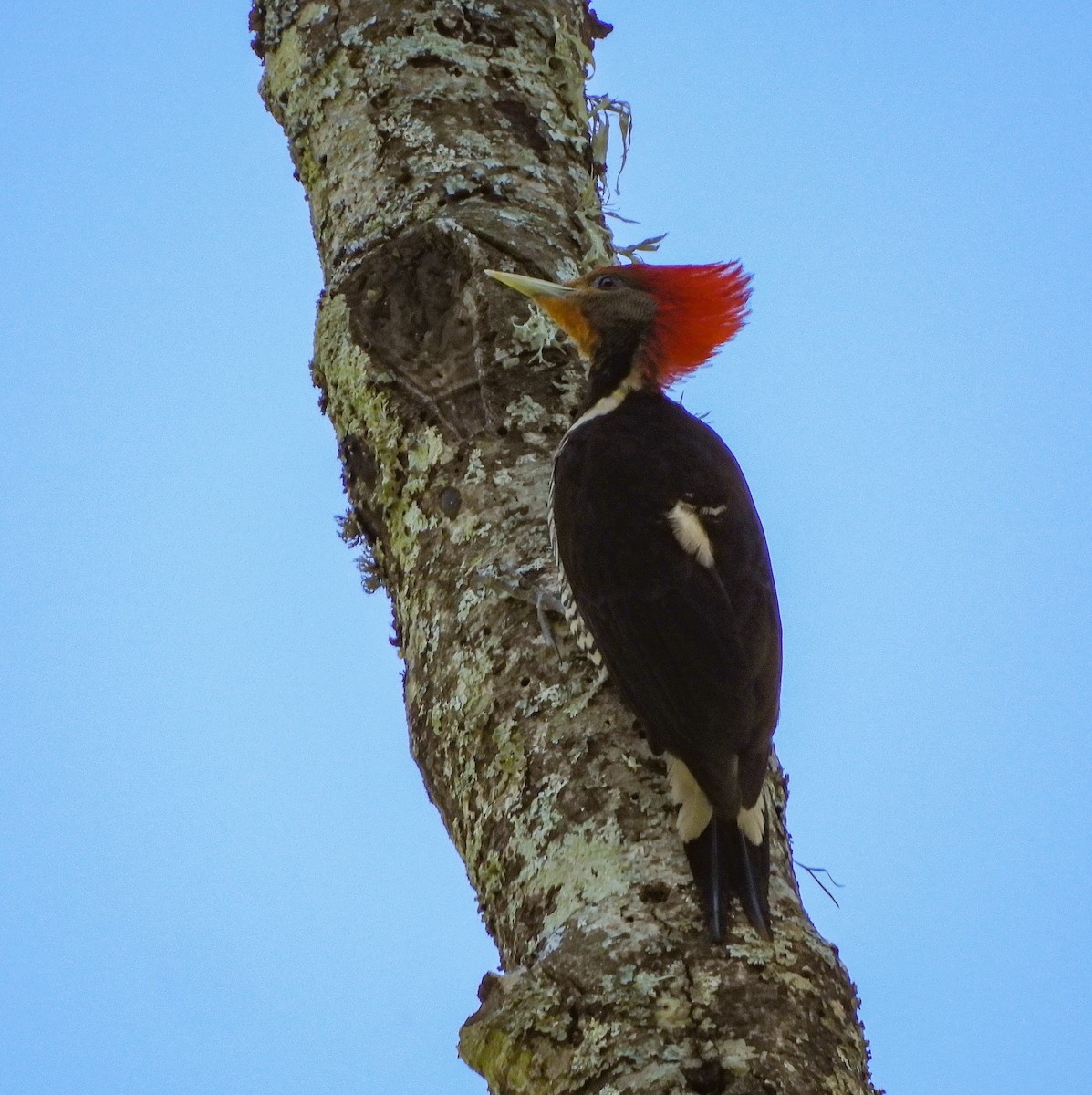 Helmeted Woodpecker - ML642523686