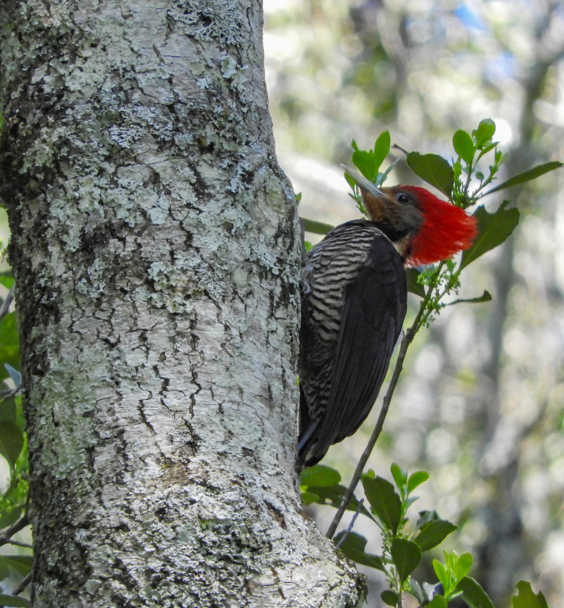 Helmeted Woodpecker - ML642523687