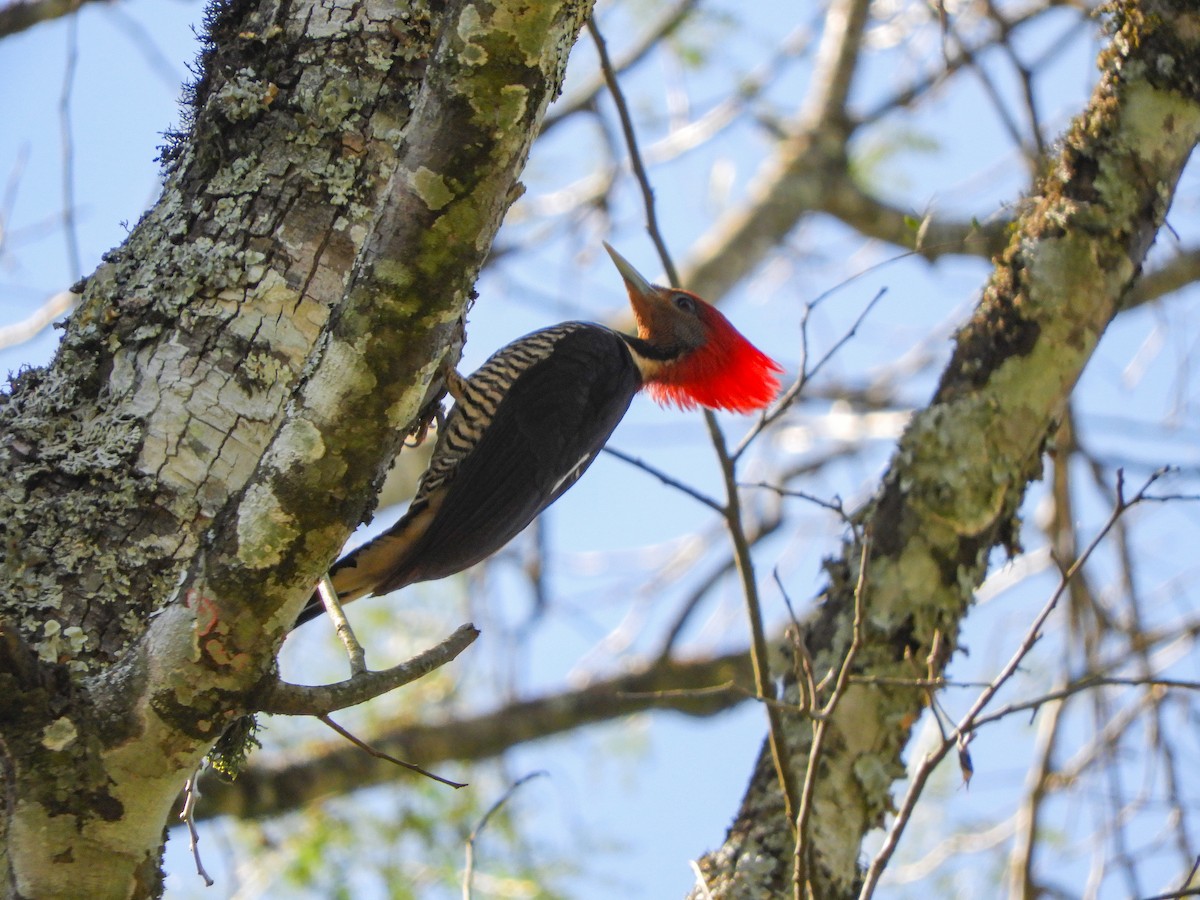 Helmeted Woodpecker - ML642523688