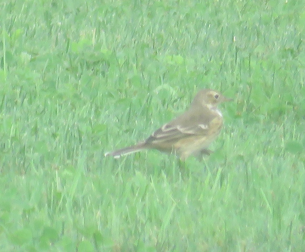 American Pipit - ML642523698
