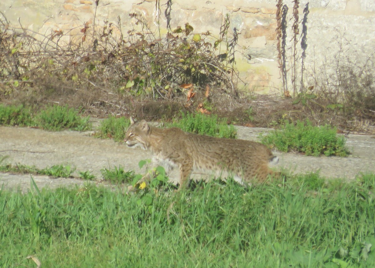 Animals - ML642523704