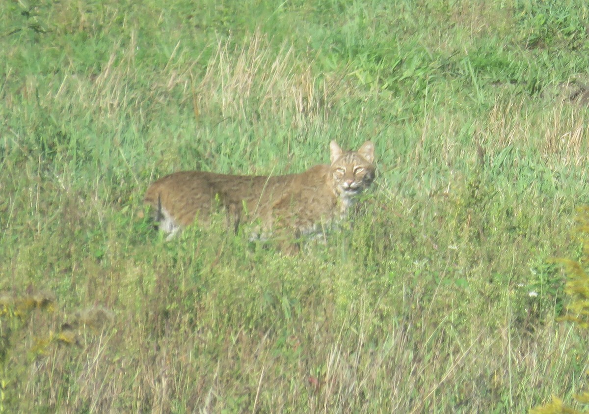 Animals - ML642523705