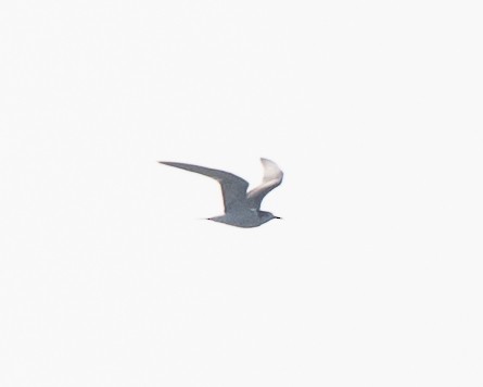 Common Tern - ML642523709