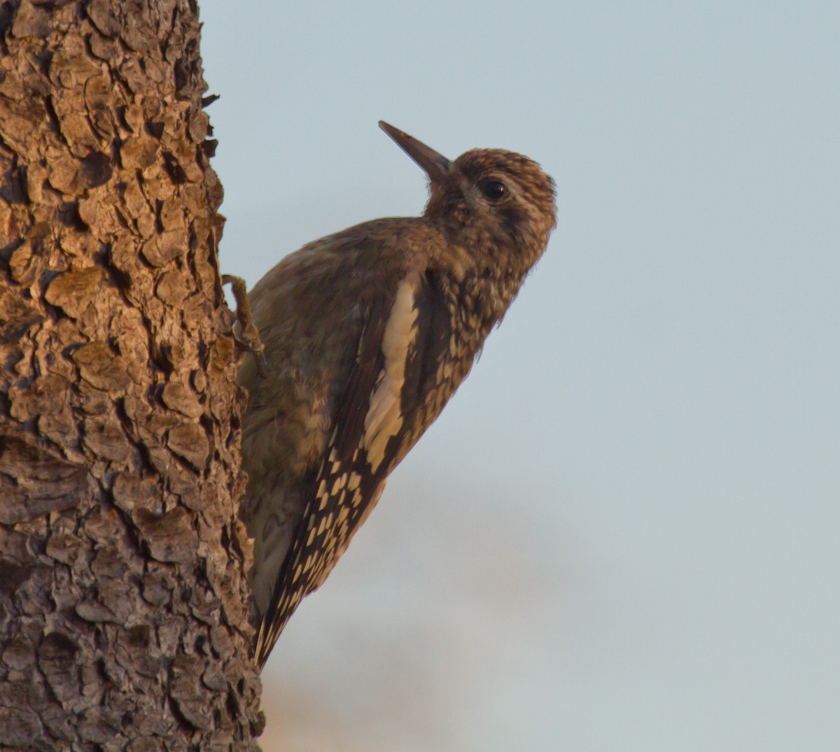 Yellow-bellied Sapsucker - ML642523711